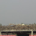 18_15-mast.jpg