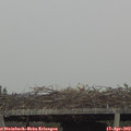 18_20-mast.jpg