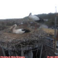 18_25-nest.jpg