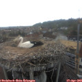 18_40-nest.jpg