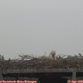 18_50-mast.jpg