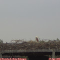 18_55-mast.jpg