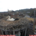 19_05-nest.jpg
