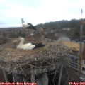 19_10-nest.jpg