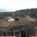 19_15-nest.jpg