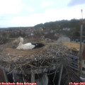 19_25-nest.jpg