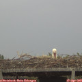 19_30-mast.jpg