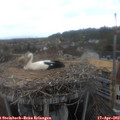 19_30-nest.jpg