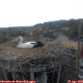 19_35-nest.jpg