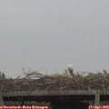 19_40-mast.jpg