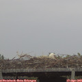 19_45-mast.jpg