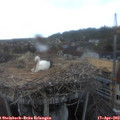 19_50-nest.jpg