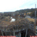 20_05-nest.jpg
