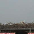 20_10-mast.jpg