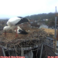 06_30-nest.jpg