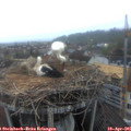 06_35-nest.jpg