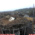 06_45-nest.jpg