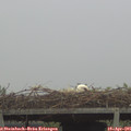 07_05-mast.jpg