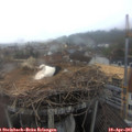 07_10-nest.jpg