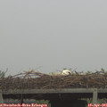 07_15-mast.jpg
