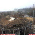 07_15-nest.jpg