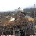 07_20-nest.jpg