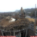 07_25-nest.jpg