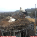07_30-nest.jpg