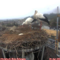 07_35-nest.jpg