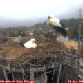 07_40-nest.jpg