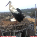 08_00-nest.jpg