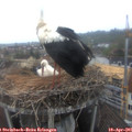 08_05-nest.jpg