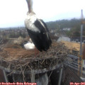 08_10-nest.jpg