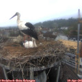 08_15-nest.jpg