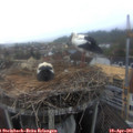 08_20-nest.jpg