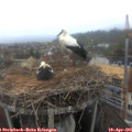 08_25-nest.jpg