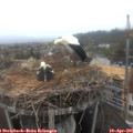 08_30-nest.jpg