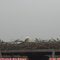 08_35-mast.jpg