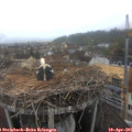 08_35-nest.jpg