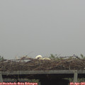 08_40-mast.jpg