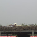 08_45-mast.jpg