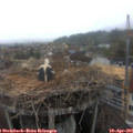 08_45-nest.jpg