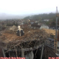 08_50-nest.jpg