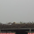 08_55-mast.jpg