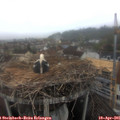 08_55-nest.jpg