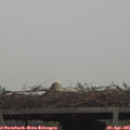 09_00-mast.jpg