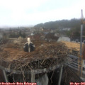 09_00-nest.jpg