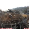 09_05-nest.jpg