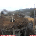 09_10-nest.jpg
