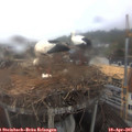 09_15-nest.jpg